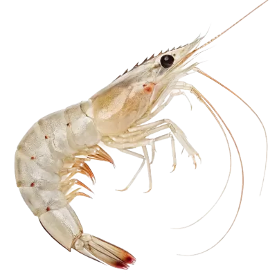 Imagen PNG para descargar